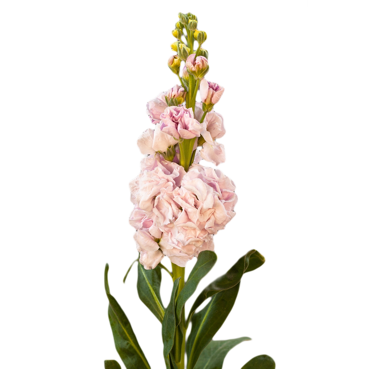 GIROFLEE CHERRY BLOSSOM